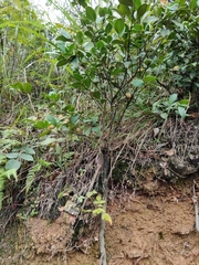Camellia brevistyla