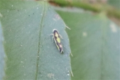 Eupteryx flavoscuta