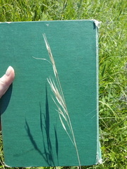 Hesperostipa spartea