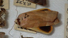 Noctua fimbriata