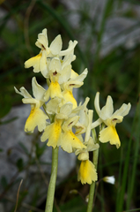 Orchis pauciflora