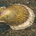 Ezo Giant Scallop - Photo (c) Valery Kambalin, some rights reserved (CC BY-NC), uploaded by Valery Kambalin