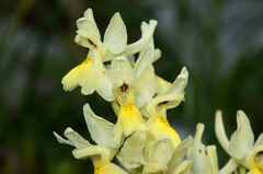 Orchis pauciflora