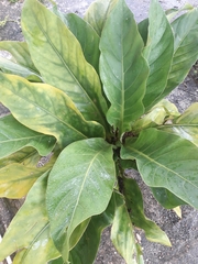 Anthurium jenmanii