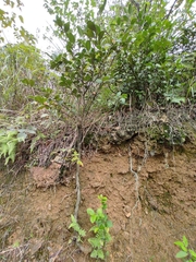 Camellia brevistyla