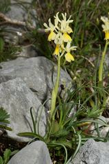 Orchis pauciflora