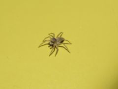 Saitis variegatus