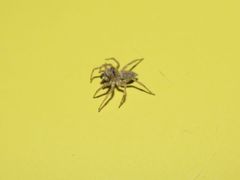 Saitis variegatus