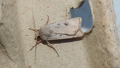 Agrotis vetusta