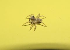 Saitis variegatus