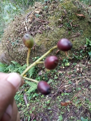 Daphniphyllum himalaense