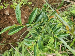 Eurya japonica