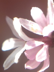 Lessingia micradenia