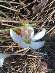 Crocus tournefortii