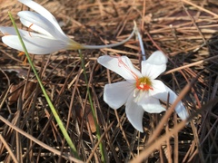 Crocus tournefortii