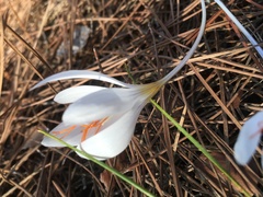 Crocus tournefortii