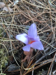 Crocus cancellatus