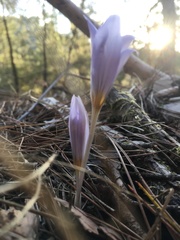 Crocus cancellatus