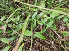 Smilax glabra