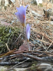Crocus cancellatus