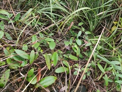 Smilax glabra