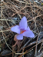 Crocus cancellatus