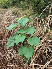 Vernicia fordii