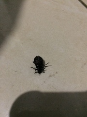 Phymatestes tuberculatus