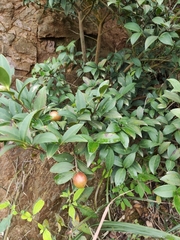 Camellia oleifera