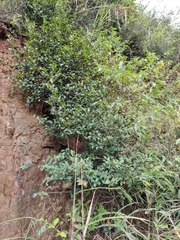 Camellia oleifera