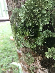 Tillandsia fasciculata