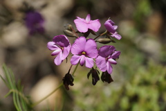 Gompholobium venustum