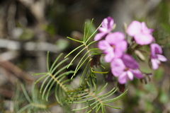 Gompholobium venustum