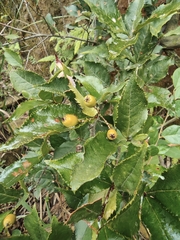 Photinia parvifolia