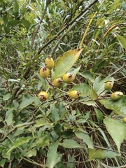 Photinia parvifolia