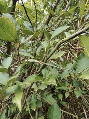 Photinia parvifolia