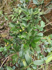 Photinia parvifolia