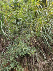 Photinia parvifolia