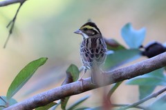Emberiza chrysophrys