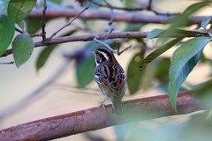 Emberiza chrysophrys