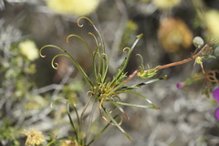 Stylidium scandens
