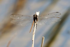 Orthetrum luzonicum