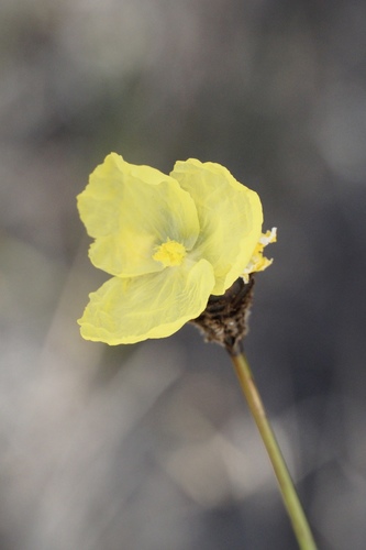 Xyris lanata