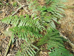 Sphaerostephanos subtruncatus