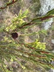 Leucadendron chamelaea
