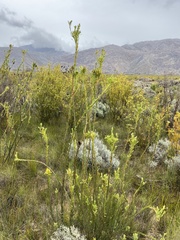 Leucadendron chamelaea