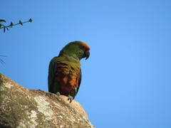 Aratinga auricapillus