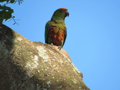Aratinga auricapillus