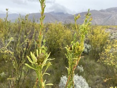 Leucadendron chamelaea