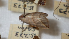 Colobochyla salicalis